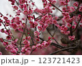 紅梅 123721423