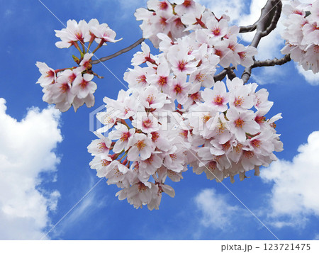 桜と青空(アップ) 桜と青空(アップ) 123721475