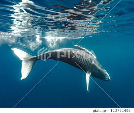 ザトウクジラ 123721492