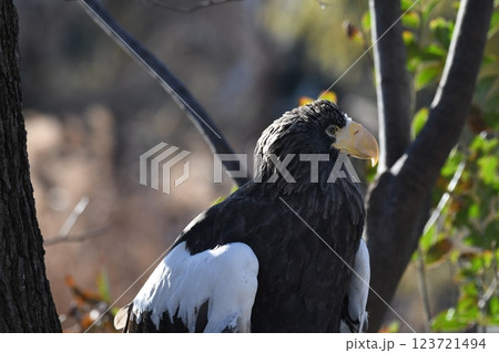 オオワシ オオワシ 123721494