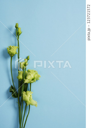 Green lisianthus flowers on a light blue background. A place for your text. 123721572