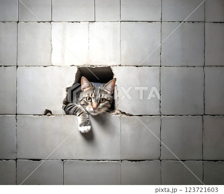 コンクリートブロック壁から覗いているキジ白猫 123721603