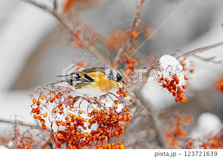ナナカマドの実をついばむアトリ ナナカマドの実をついばむアトリ 123721639