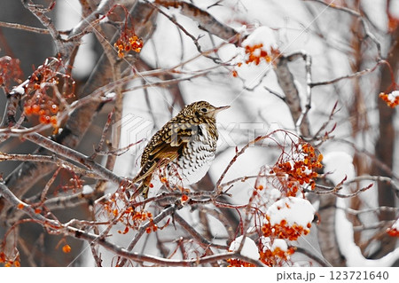ナナカマドの実とトラツグミ 123721640