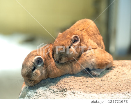 グンディ 123721678