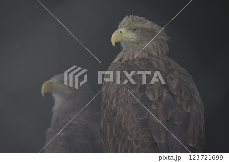 オジロワシ 123721699