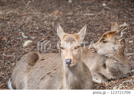 鹿　ニホンジカ　　奈良市奈良公園　 123721700