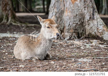 鹿 ニホンジカ  奈良市奈良公園  鹿 ニホンジカ  奈良市奈良公園  123721701