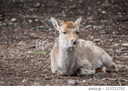 鹿 ニホンジカ  奈良市奈良公園  鹿 ニホンジカ  奈良市奈良公園  123721702