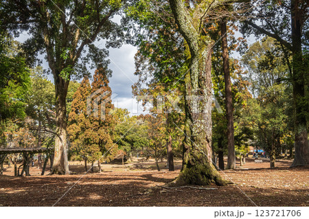 奈良公園の樹林風景 123721706