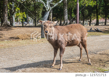 奈良公園の鹿（オス）　奈良市 123721713