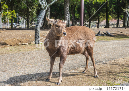 奈良公園の鹿(オス) 奈良市 奈良公園の鹿(オス) 奈良市 123721714