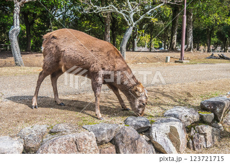 奈良公園の鹿（オス）　奈良市 123721715