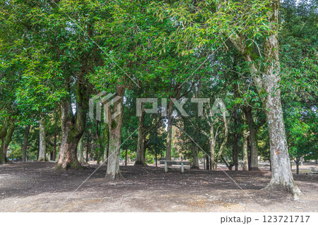 奈良公園の樹林風景 123721717