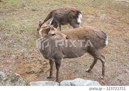 奈良公園の鹿　奈良市 123721721