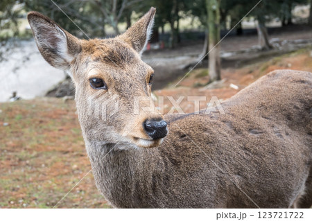奈良公園の鹿 奈良市 奈良公園の鹿 奈良市 123721722