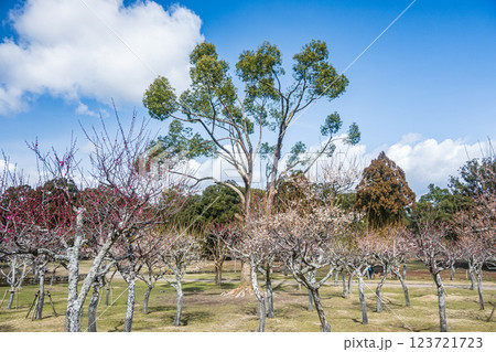 奈良公園の梅林 奈良公園の梅林 123721723