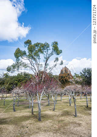 奈良公園の梅林 奈良公園の梅林 123721724