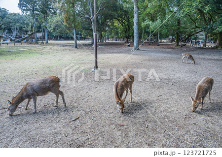奈良公園の鹿 奈良市 奈良公園の鹿 奈良市 123721725