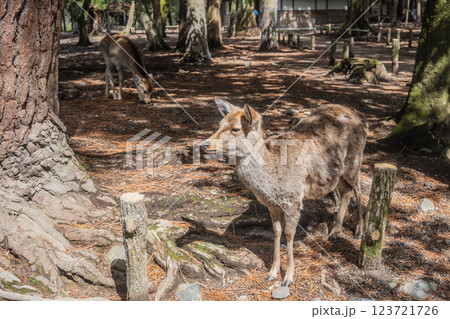 奈良公園の鹿　奈良市 123721726