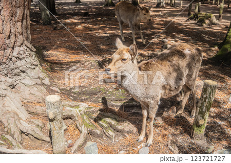 奈良公園の鹿　奈良市 123721727