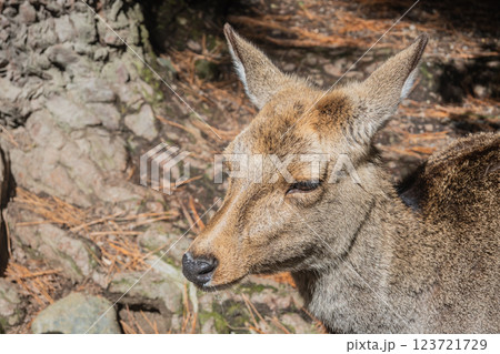 奈良公園の鹿 奈良市 奈良公園の鹿 奈良市 123721729