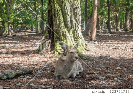 奈良公園の鹿　奈良市 123721732