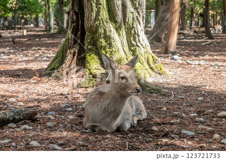 奈良公園の鹿 奈良市 奈良公園の鹿 奈良市 123721733