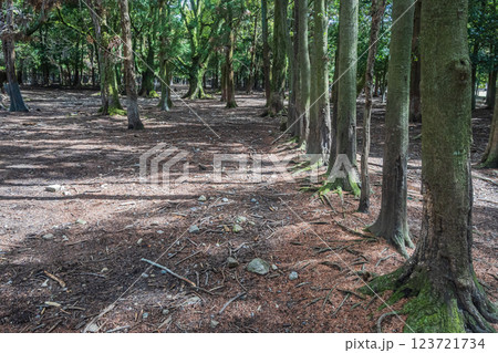 奈良公園の樹林風景 123721734