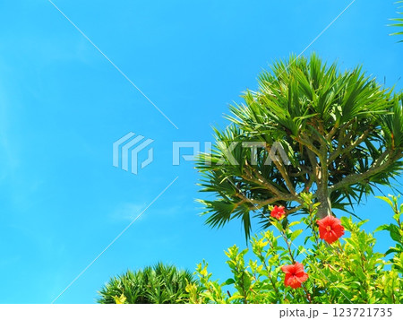 沖縄のハイビスカスと青い空 123721735