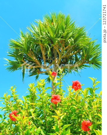 沖縄のハイビスカスとアダンの木 123721741