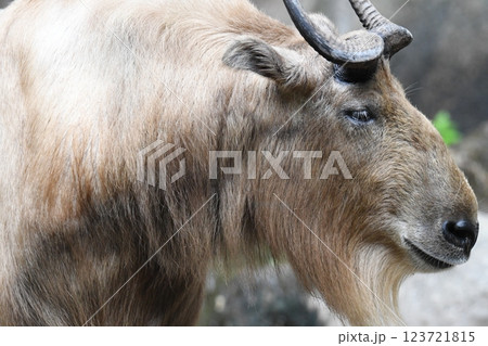 ゴールデンターキン 123721815