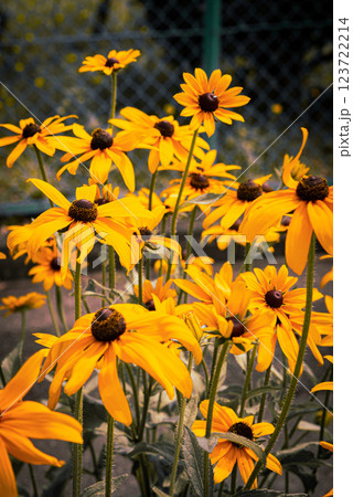 道端に咲く黄色い花 123722214