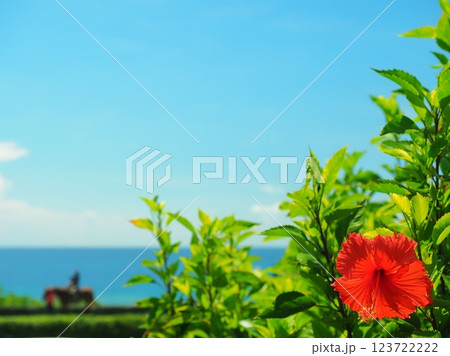 沖縄県読谷村　GALA青い海に咲くハイビスカス 123722222