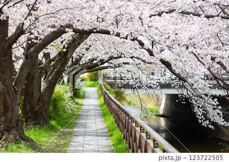 川沿いにある桜並木と小道 川沿いにある桜並木と小道 123722505