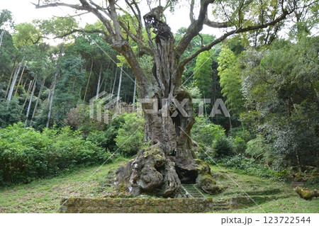福岡県筑後市 恋木神社の林道の風景 福岡県筑後市 恋木神社の林道の風景 123722544