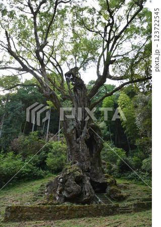 福岡県筑後市 恋木神社の林道の風景 福岡県筑後市 恋木神社の林道の風景 123722545