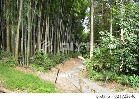 福岡県筑後市　恋木神社の林道の風景 123722546