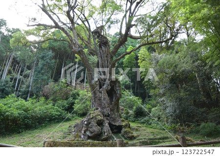 福岡県筑後市　恋木神社の林道の風景 123722547