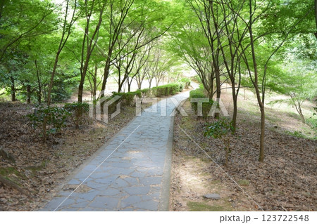 福岡県筑後市 恋木神社の林道の風景 福岡県筑後市 恋木神社の林道の風景 123722548