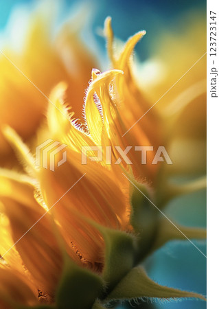 黄色い向日葵の花　AI画像 123723147