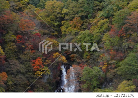 紅葉に染まる日光の霧降の滝 123723176