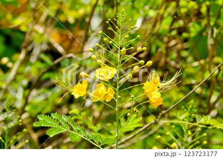 Caesalpinia pulcherrima ,  Barbados pride or Dwarf Poinciana or Peacock flower or FABACEAE or LEGUMINOSAE CAESALPINIOIDEAE or yellow flower 123723177