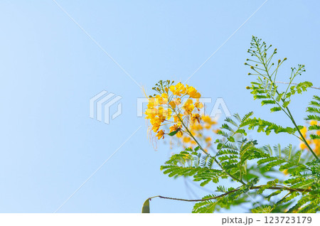 Caesalpinia pulcherrima ,  Barbados pride or Dwarf Poinciana or Peacock flower or FABACEAE or LEGUMINOSAE CAESALPINIOIDEAE or yellow flower 123723179