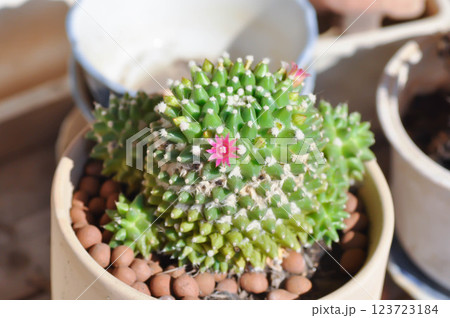 Mammillaria or Mammillaria erusamu f or rebutia minuscula, cactus or succulent with flower or cactus flower 123723184