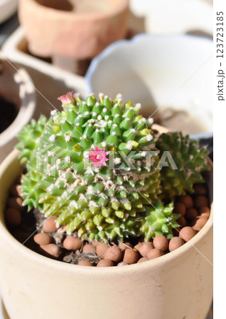 Mammillaria or Mammillaria erusamu f or rebutia minuscula, cactus or succulent with flower or cactus flower 123723185