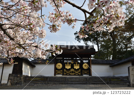 醍醐寺のサクラと三宝院唐門(京都市伏見区) 123723222