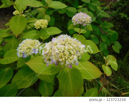 アジサイ　山下公園 123723238