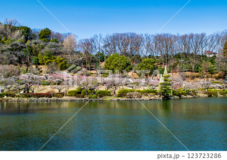 東京都町田市　薬師池公園　梅園　都指定名勝　 123723286