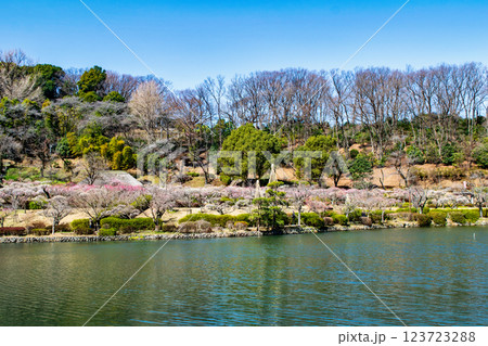 東京都町田市　薬師池公園　梅園　都指定名勝　 123723288